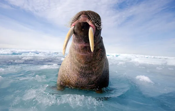 Вода, лёд, морж