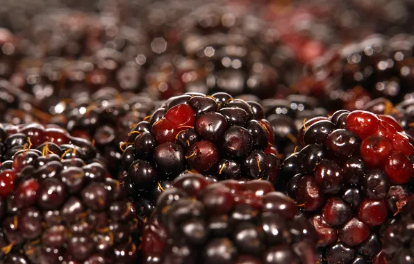 Картинка макро, ягоды, macro, ежевика, berries