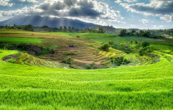 Картинка рисовые поля, Филлипины, Canlaon