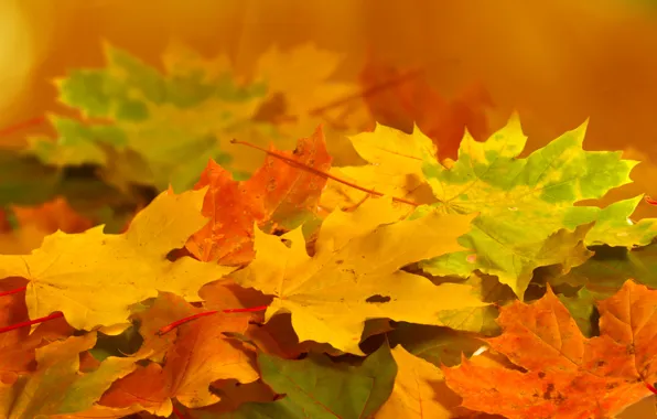 Картинка осень, листья, макро, природа, желтые, зеленые, оранжевые
