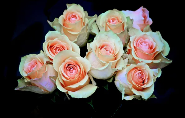 Капли, фон, черный, розы, Roses, Closeup