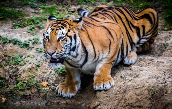 Кошка, взгляд, хищник, сибирский тигр