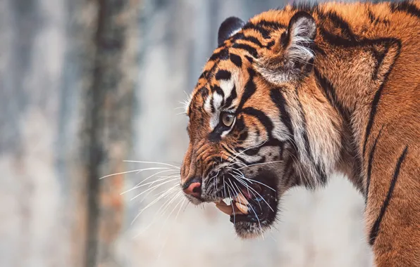 Картинка морда, тигр, фон, портрет, оскал