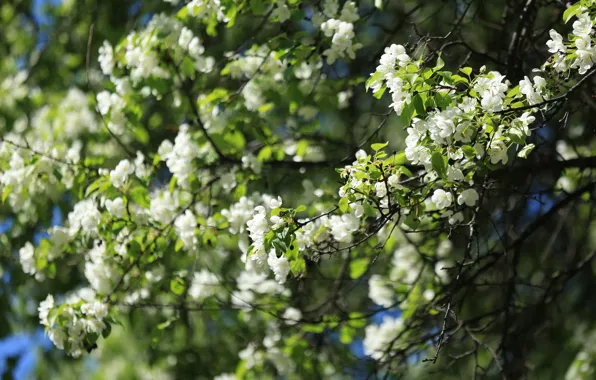 Картинка природа, Зелень, размытие