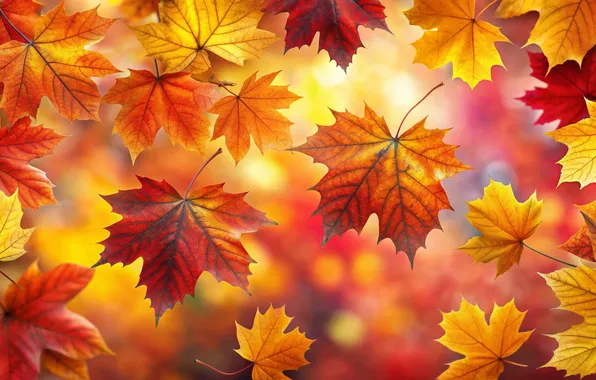 Картинка осень, листья, фон, colorful, клен, background, autumn, leaves