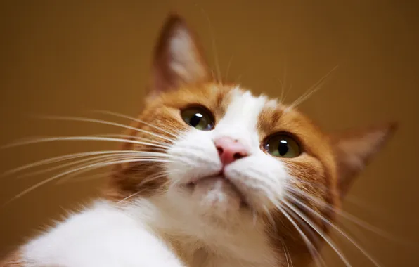 Картинка кошка, кот, усы, рыжий, мордочка