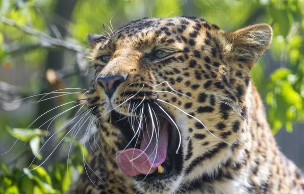 Кошка, морда, пасть, леопард, зевает, ©Tambako The Jaguar