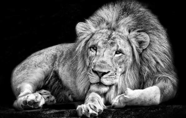 Картинка природа, лев, зверь