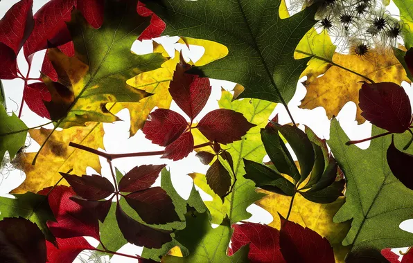 Картинка осень, листья, макро