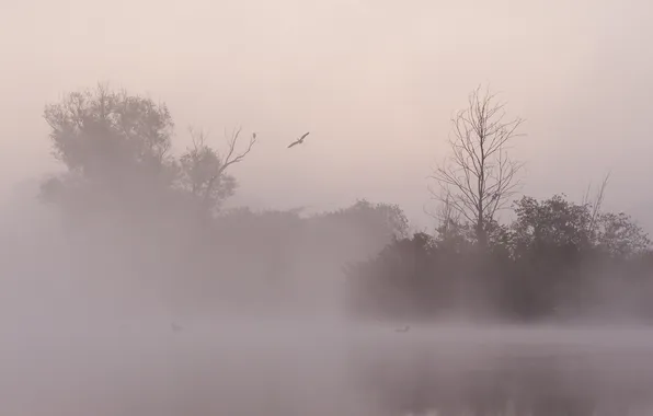 Картинка птицы, ночь, природа, туман, озеро