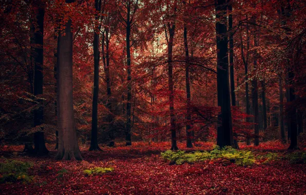 Картинка осень, лес, деревья, красота