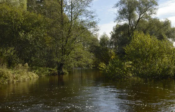 Картинка Природа, Деревья, Река, Лес, Nature, River, Forest, Trees