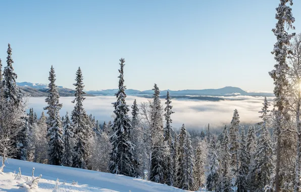 Зима, лес, снег, деревья, Норвегия, панорама, Norway, Бускеруд