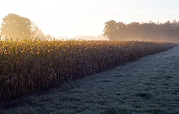 Картинка туман, кукуруза, утро