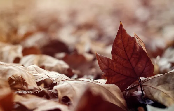 Осень, листья, сухие, клен