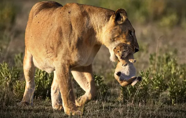 Lioness, cub, felines