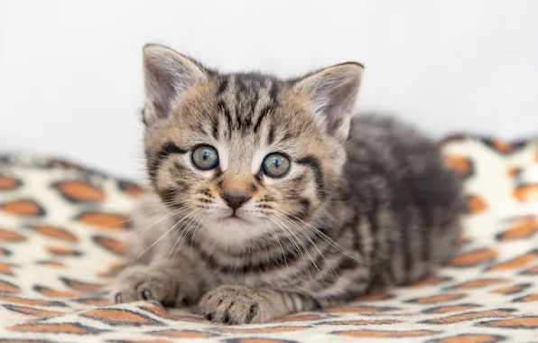Картинка кошка, взгляд, поза, серый, милая, покрывало, белый фон, лежит