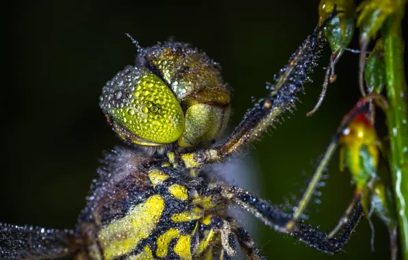 Макро, Роса, Стрекоза, Little, Насекомое, Macro, Insect, Dragonfly