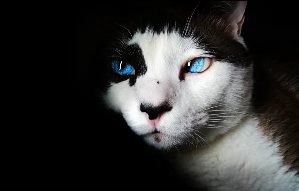 Кошка, глаза, кот, морда, портрет, голубые, черный фон, пятнистый