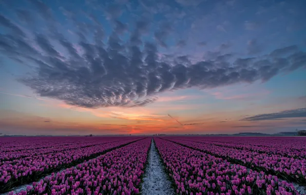 Картинка поле, закат, тюльпаны