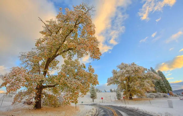 Картинка дорога, осень, снег, пейзаж, дерево