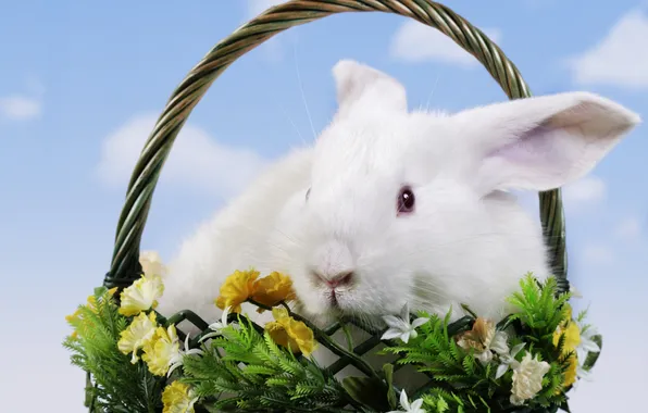 Картинка цветы, корзина, кролик, пасха, easter