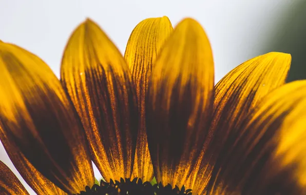 Flower, yellow, petals