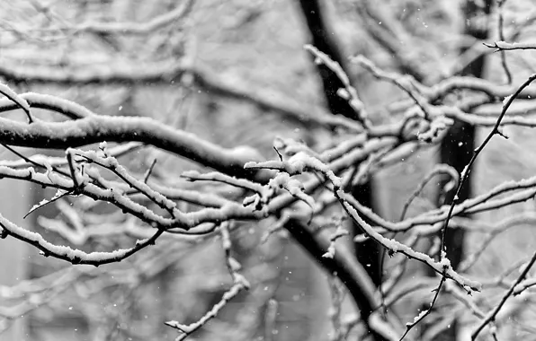 Картинка зима, макро, снег, ветки, ч/б фото