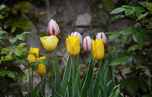 Картинка Весна, Тюльпаны, Spring, Tulips