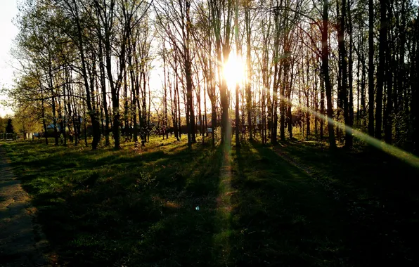 Картинка лес, солнце, закат