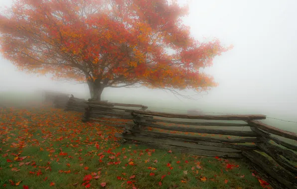 Картинка туман, дерево, забор