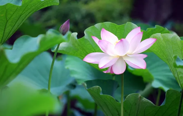 Лотос, кувшинка, water, blossom, lotus, button, petals, водяная лилия