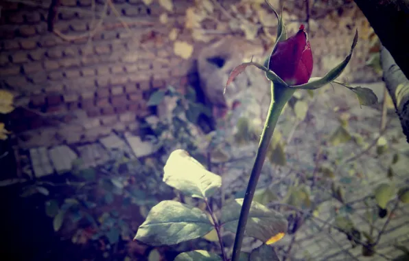 Wallpaper, red, Flower, flower wallpaper, گل لاله