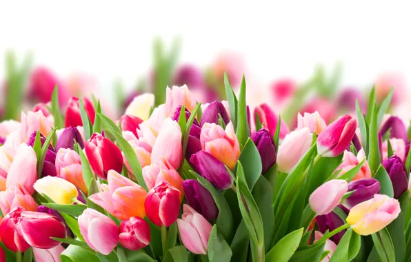 Цветы, размытие, весна, colorful, тюльпаны, красочные, flowers, beautiful
