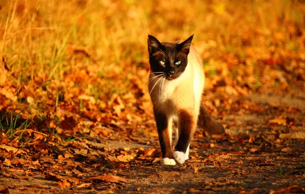 Осень, кошка, кот, взгляд, листья, свет, поляна, листва