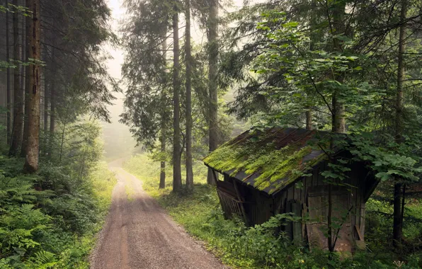 Картинка дорога, лес, туман, дом