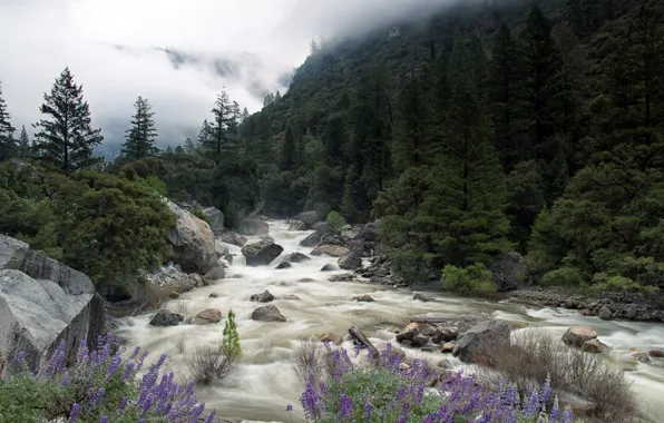 Yosemite National Park, Merced River, Misty Merced