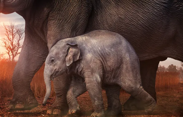Малыш, слоны, слонёнок