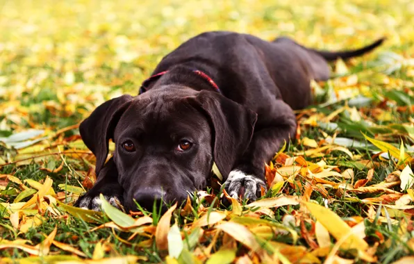 Картинка осень, трава, взгляд, листья, собака, Maya
