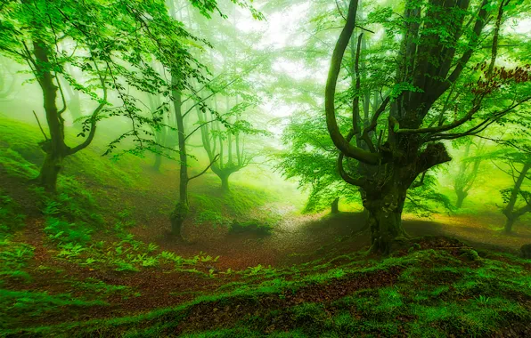 Лес, туман, склон, Испания, Страна Басков