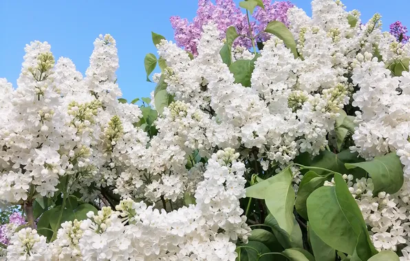 Цветы, ветки, куст, весна, белая, цветение, сирень, соцветия