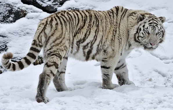 Картинка зима, снег, белый тигр, дикая кошка