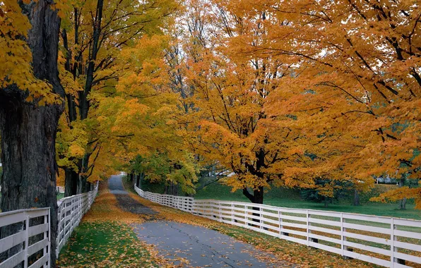 Картинка дорога, осень, деревья, листва, забор