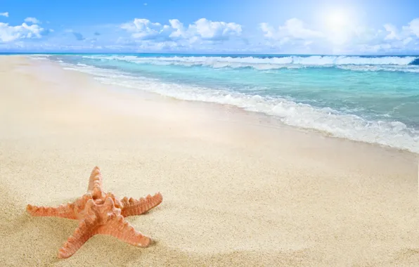 Beach, sea, sun, sand, starfish
