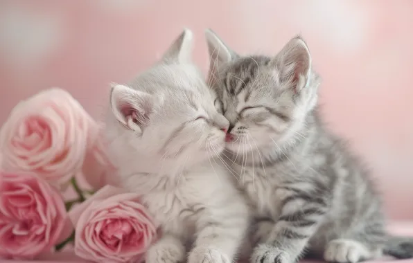 Белый, кошки, цветы, поза, котенок, серый, розы, язычок