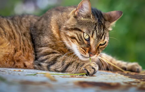 Кошка, кот, взгляд, природа, поза, мордашка, полосатый