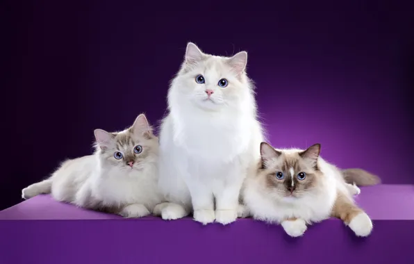 Взгляд, кошки, поза, фон, мордочка, котята, три, трио