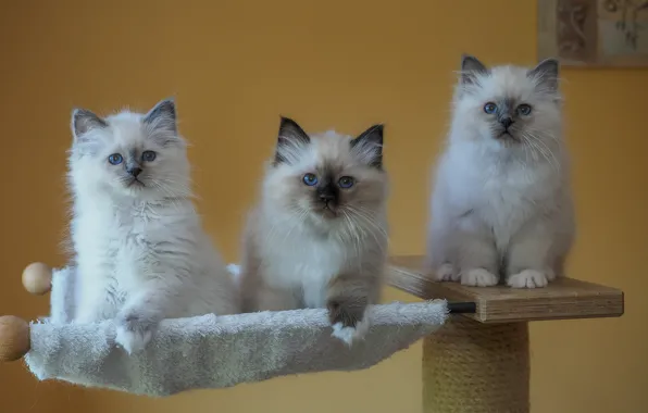 Кошка, взгляд, кошки, поза, котенок, гамак, котята, белые