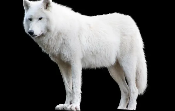 Картинка nature, snow, predator, face, animal, wolf, wildlife, portrait