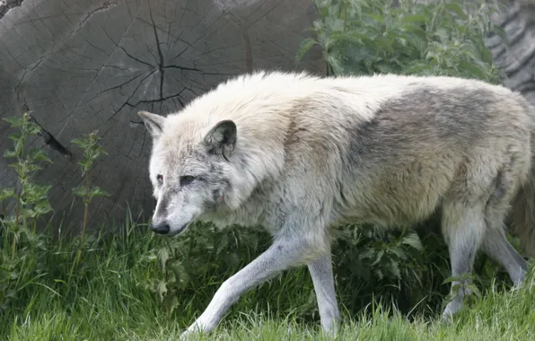 Картинка nature, predator, animal, wolf, wildlife, portrait, portrait., Canis lupus. face